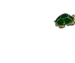 turtle.gif