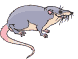 Rat.gif