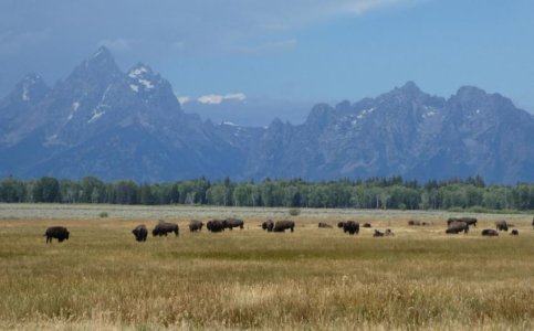 Grand Teton NP.jpg