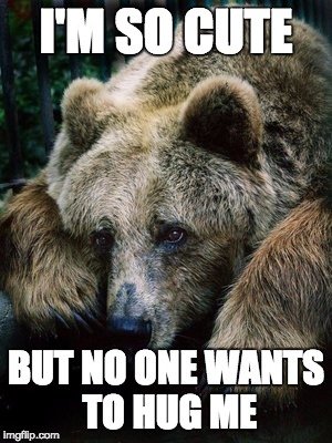 bear.jpg