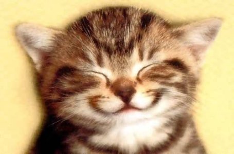 kitten_smile-1611.jpg