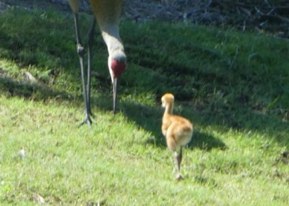 Chick and mom.jpg