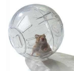 hamster in ball.jpg