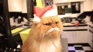 mad santa cat.jpeg