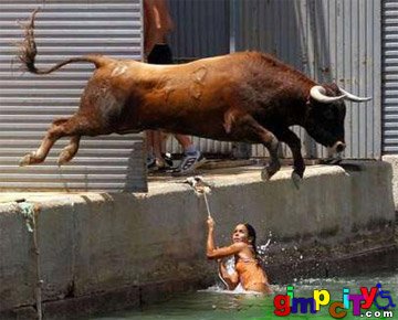 bull-jump.jpg