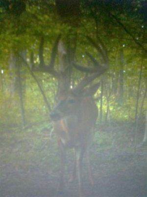 August Trail cam (3).JPG