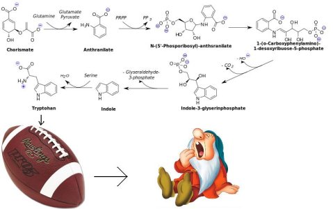 Tryptophan-bio.jpg