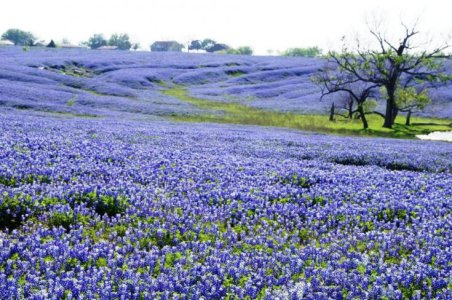 Bluebonnets.jpg