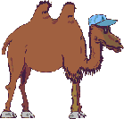 camel.gif