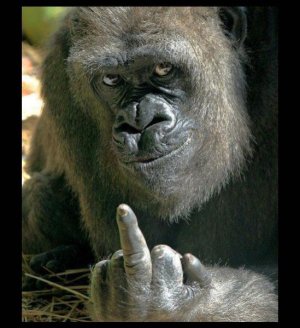 gorilla-flip-off.jpg