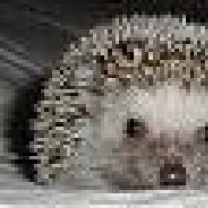 HedgeHog