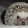 HedgeHog