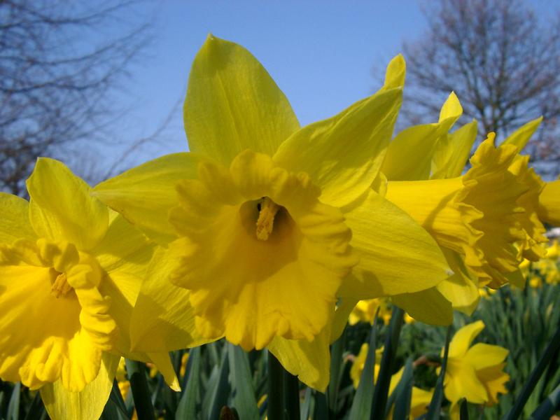 daffodil2553.JPG