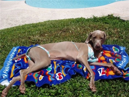 bikini-dog.jpg