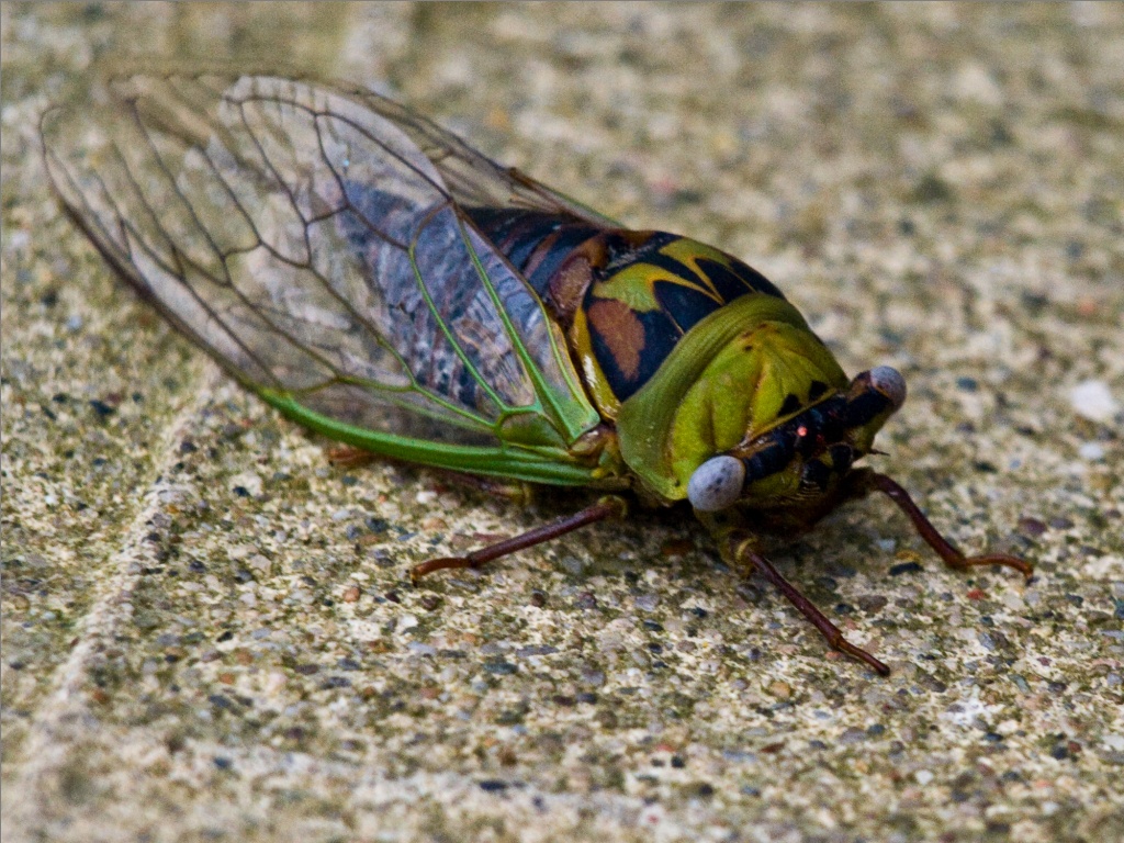 cicada.jpg