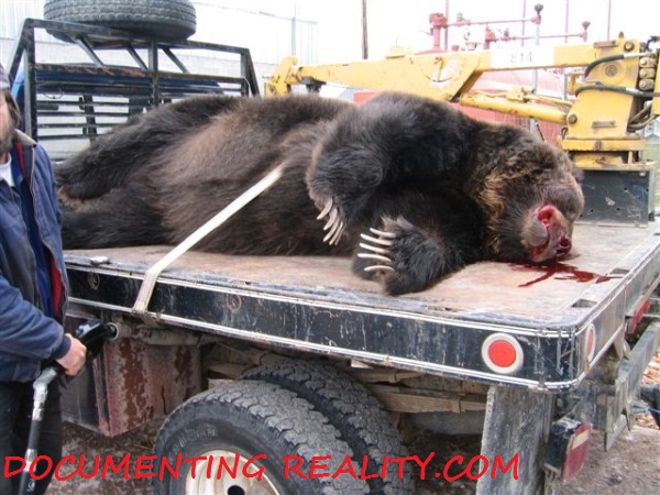 232784d1291832087-caution-bear-hit-car-bear01.jpg