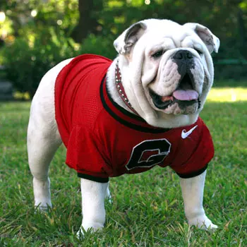 Uga-VIII.jpg