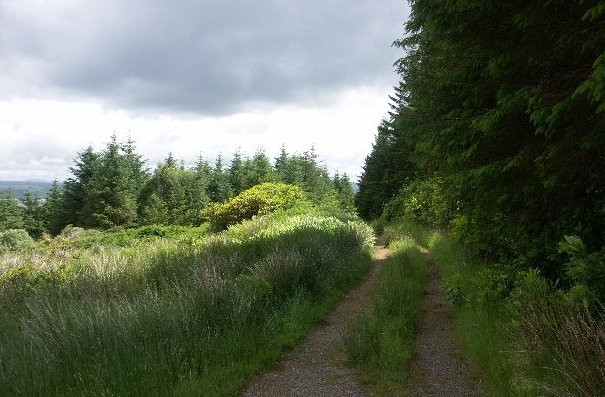 Knapdale_forest_track.jpg